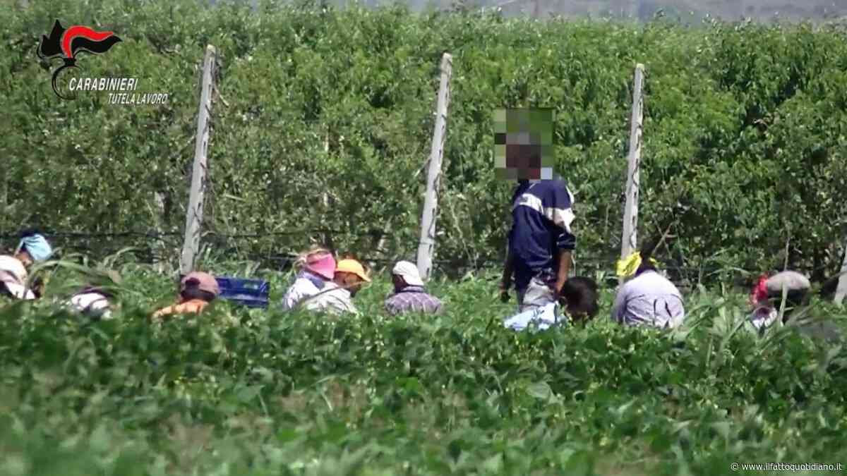 Braccianti sfruttati nel Casertano, fino a 14 ore al giorno per 80 centesimi a cassetta: 8 indagati