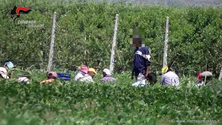 Braccianti sfruttati nel Casertano, fino a 14 ore al giorno per 80 centesimi a cassetta: 8 indagati