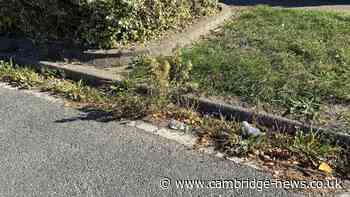Weeds on Cambridge streets making city look 'an absolute state'