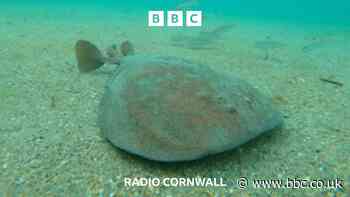 The rare 'electric' visitor to Cornish waters