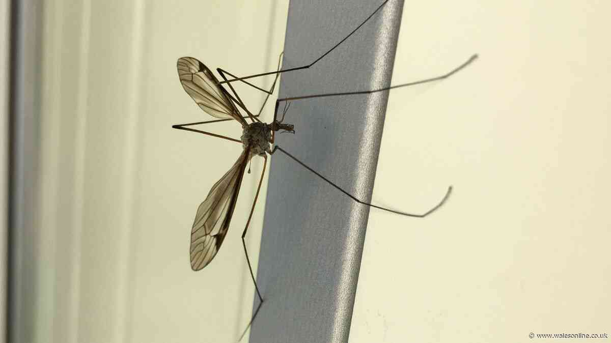 'Daddy long legs' are invading UK homes for mating season but there's way to keep them out