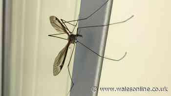 'Daddy long legs' are invading UK homes for mating season but there's way to keep them out
