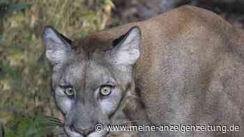 Puma nahe München gesichtet? Landratsamt Erding warnt Bevölkerung vor Raubkatze