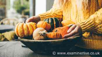 Halloween pumpkin shortage sparks panic buying fears