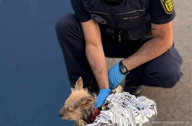 POL-OG: Zell am Harmersbach, Unterharmersbach - Wohnungsdurchsuchung - Hund gerettet