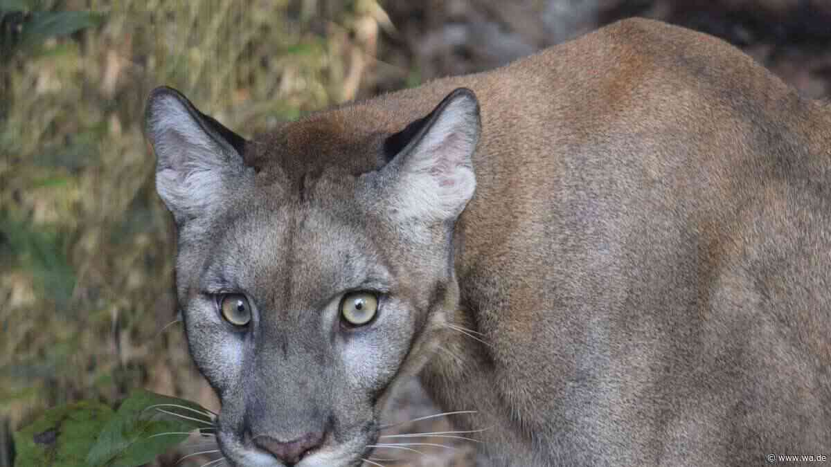 Puma nahe München gesichtet? Landratsamt Erding warnt Bevölkerung vor Raubkatze