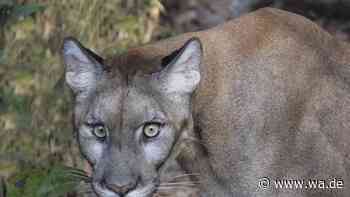 Puma nahe München gesichtet? Landratsamt Erding warnt Bevölkerung vor Raubkatze