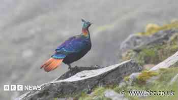 A beautiful Himalayan bird is changing its voice due to human activity, research shows