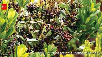 Faya was brought to Hawaii for its berries and later used in reforestation