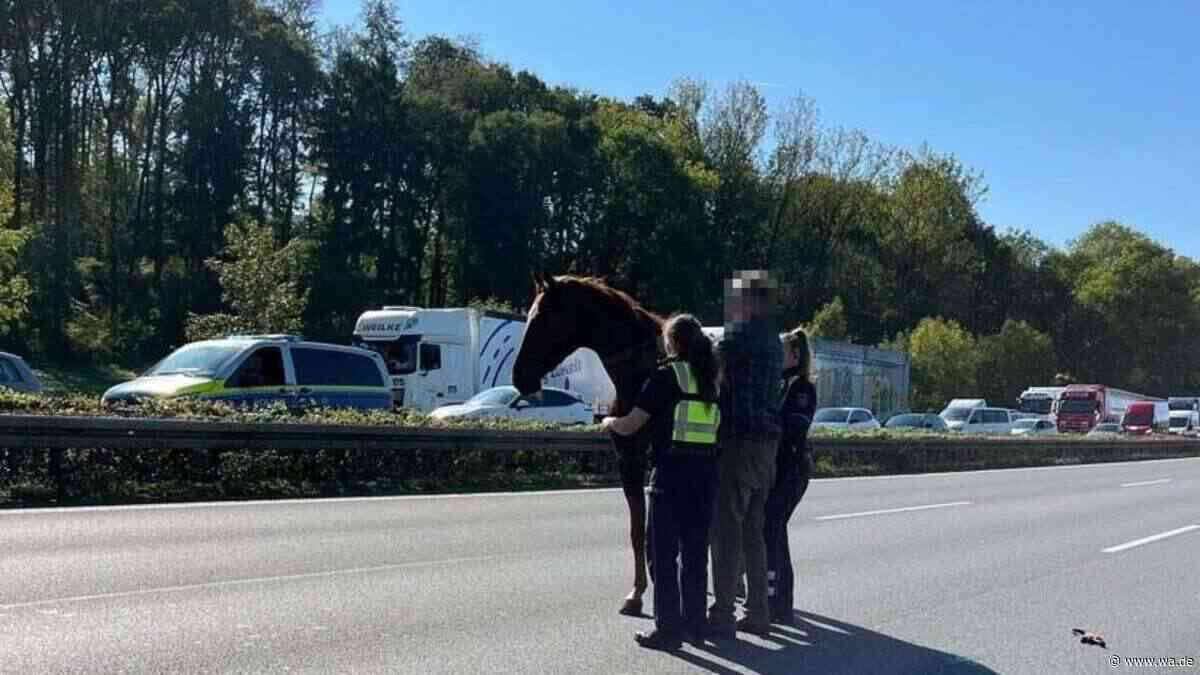 Pferd läuft über wichtige Autobahn – Lkw-Fahrer rettet ihm das Leben