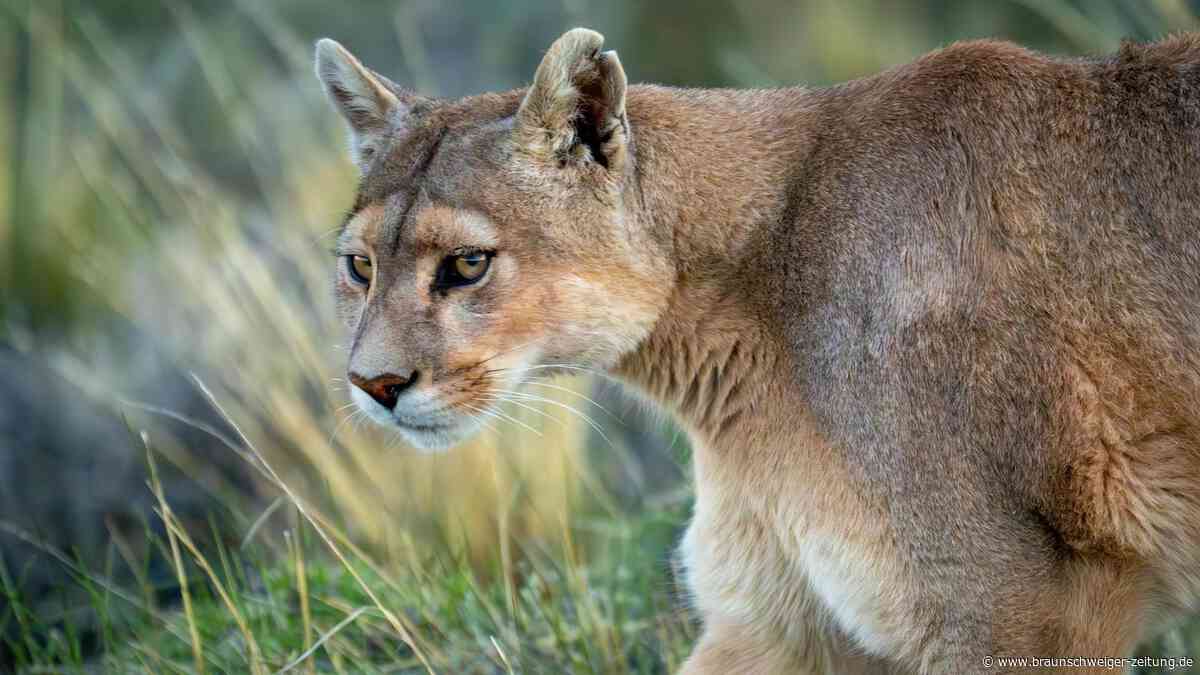 Puma schleicht angeblich um den Airport München – Polizei sucht mit Großaufgebot