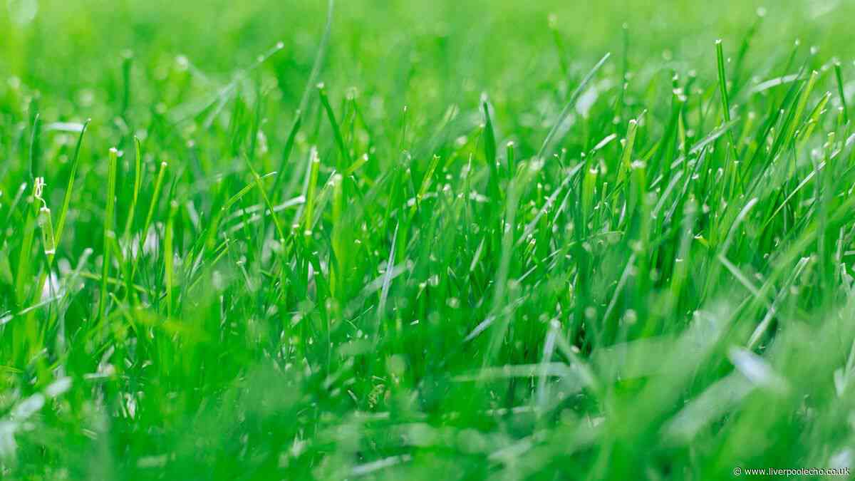 Gardeners urged to do one simple job this month for better lawns next year