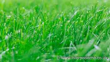 Gardeners urged to do one simple job this month for better lawns next year