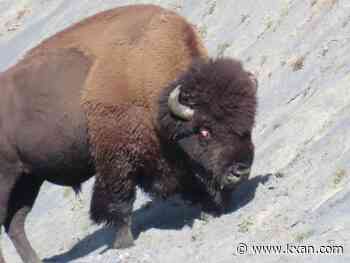 Yellowstone officials respond to viral video of 'Spinny' the injured bison
