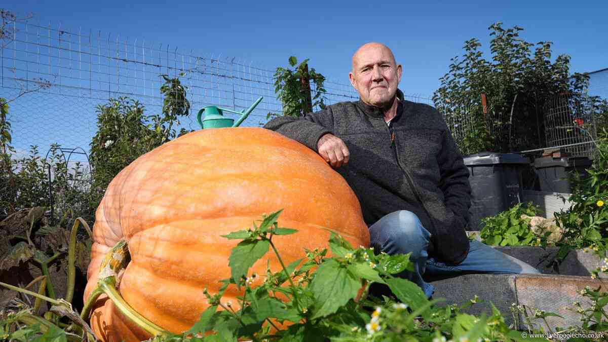 Man says 'there's no secret' after £15 purchase turns into 25 stone Waterloo pumpkin