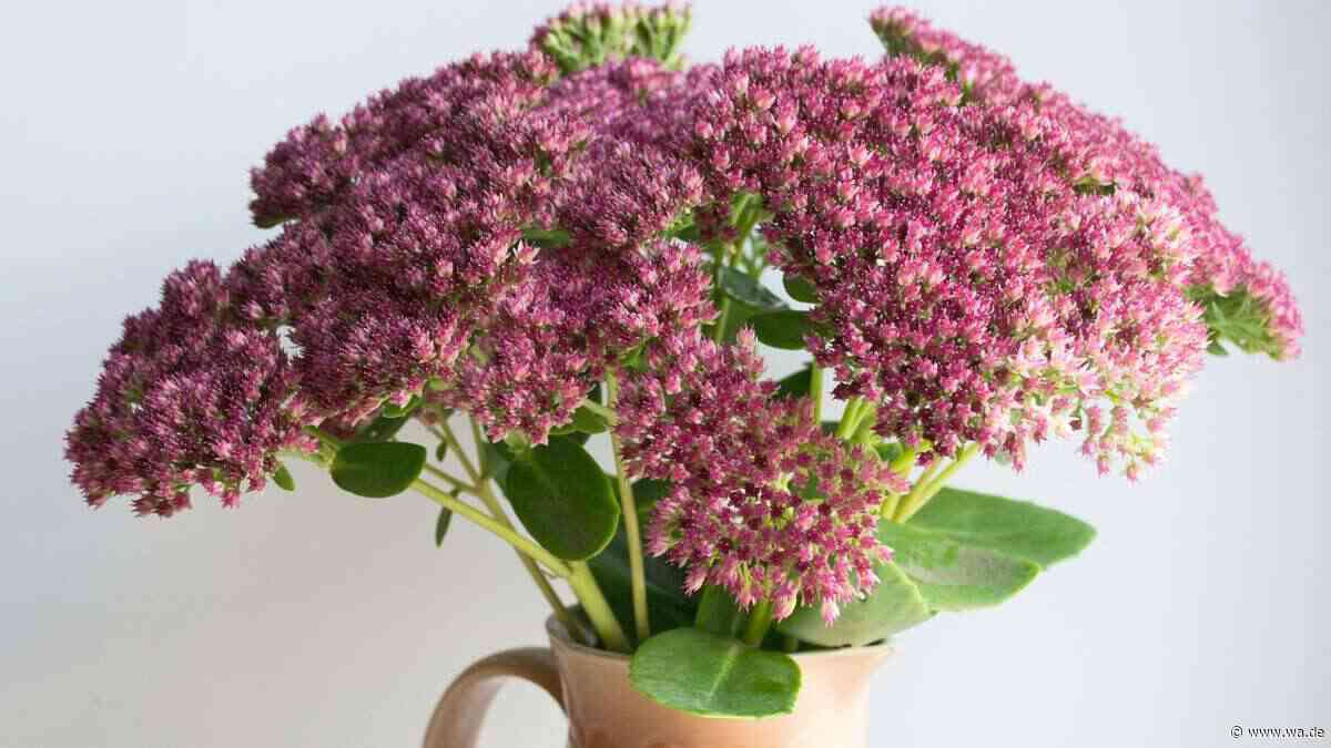 Herbststräuße mit Wow-Effekt: Warum die Fette Henne in jede Vase gehört