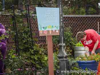 Community garden, pantry help reduce food insecurity at Owens Community College