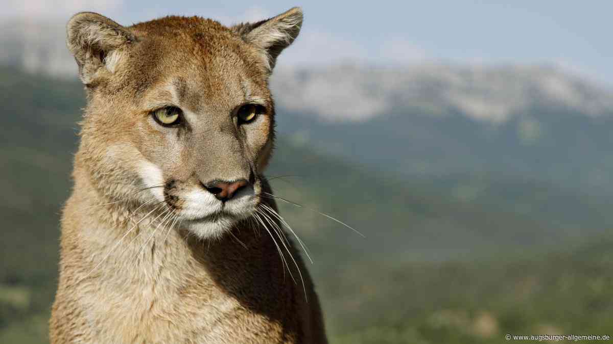 Offenbar Puma in der Nähe des Flughafens München gesichtet: Landratsamt warnt vor Raubtier