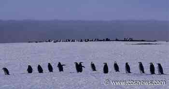 Iconic penguin colony sees "population collapse," study finds