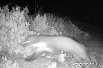 Pine marten caught on camera in Suffolk nature reserve 'first'