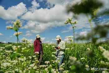 Buckwheat growers hope new markets can help it reach more tables
