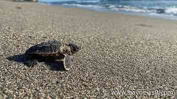 Warmer water, hotter sand pose risks for Florida's sea turtles