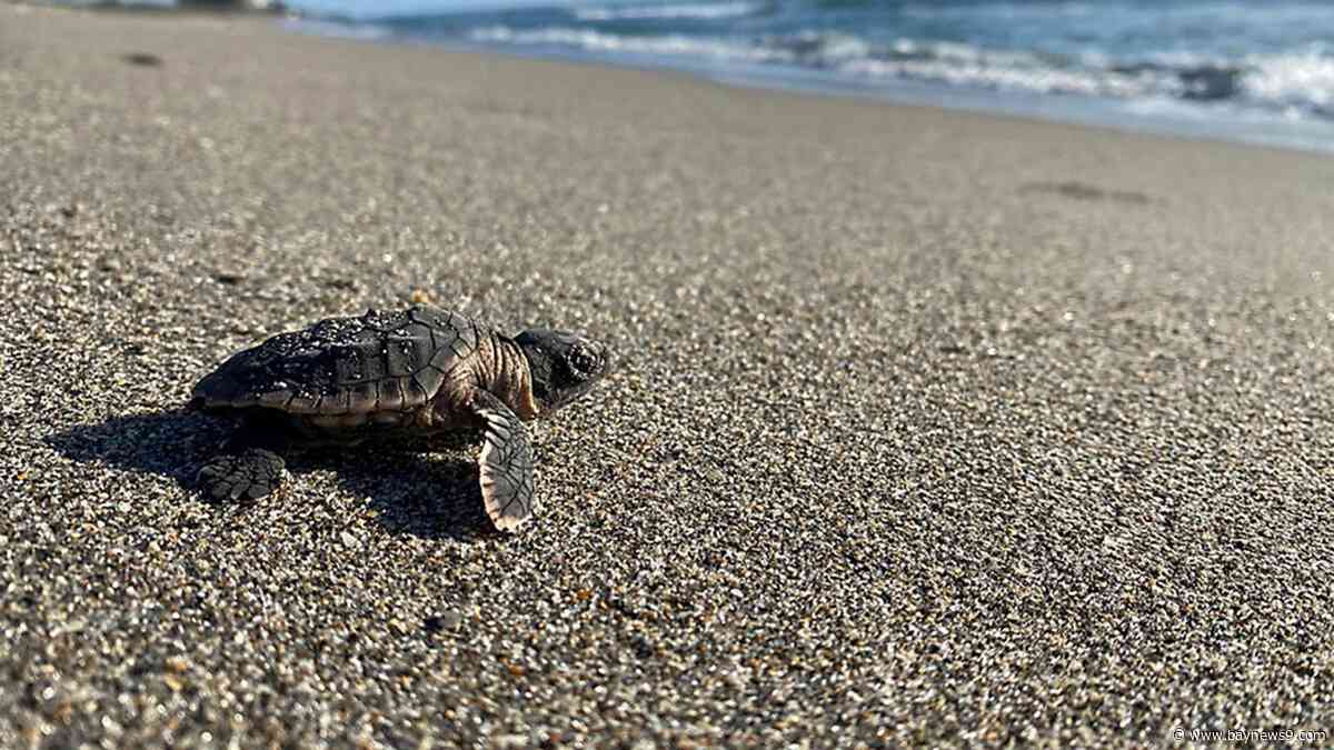 Warmer water, hotter sand pose risks for Florida's sea turtles