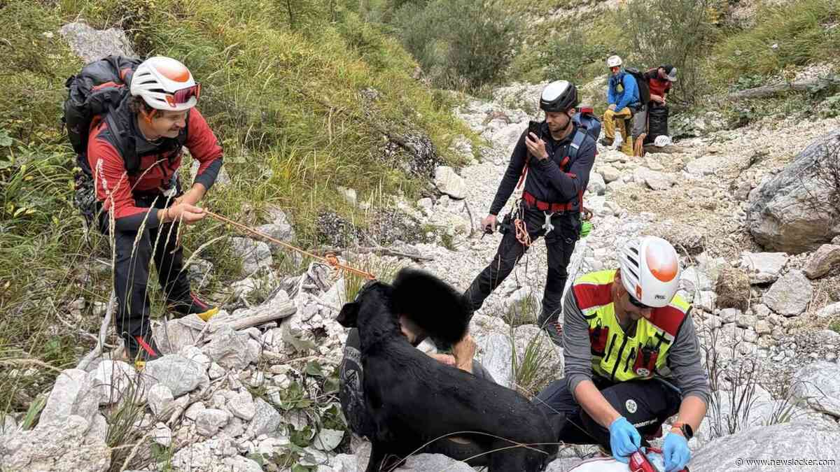 Trouwe hond leidt reddingswerkers naar baasje (21) na val van 20 meter in Alpen: ’Hield hem de hele nacht warm’