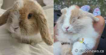 ‘Deeply grateful’: Biscuit the bunny returns home after cash reward posted
