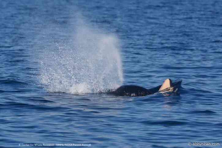 Endangered southern resident orca seen pushing dead calf in B.C. waters
