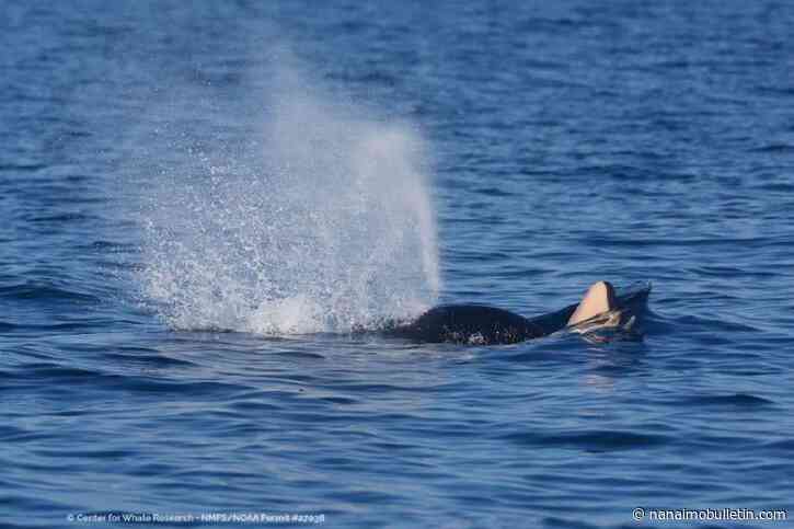 Endangered southern resident orca seen pushing dead calf in B.C. waters