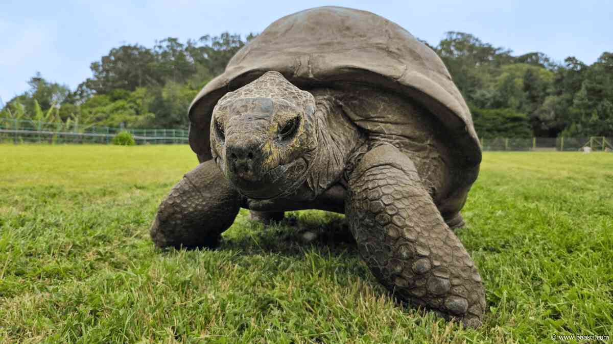 Jonathan the tortoise is 194 years old and thriving. His genes help explain why.