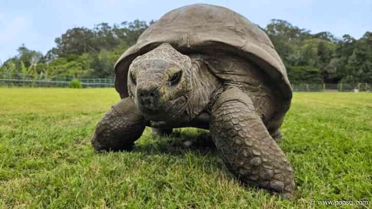 Jonathan the tortoise is 194 years old and thriving. His genes help explain why.