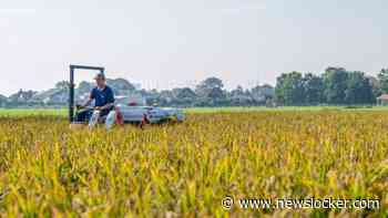 Rijst uit de Nederlandse polder: eerste machinale oogst is feit