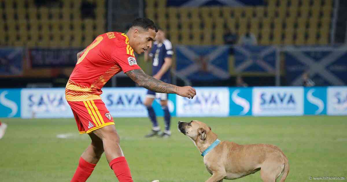 Hündin crasht Nations-League-Spiel und sucht Zuhause