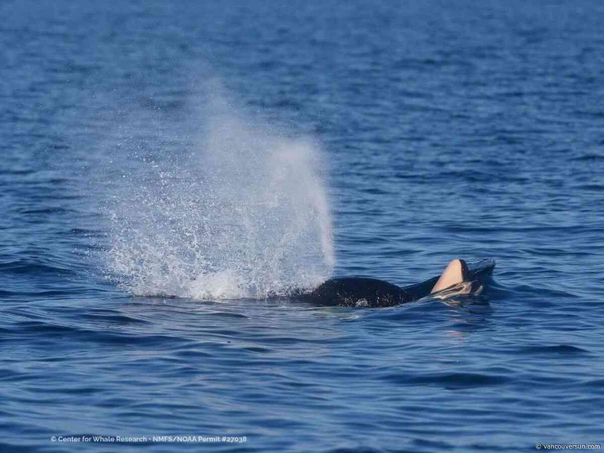 Killer whale spotted again with dead calf off Vancouver Island