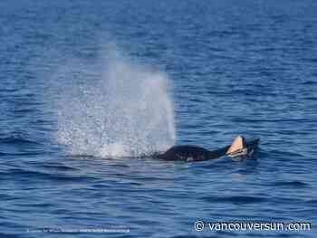 Killer whale spotted again with dead calf off Vancouver Island