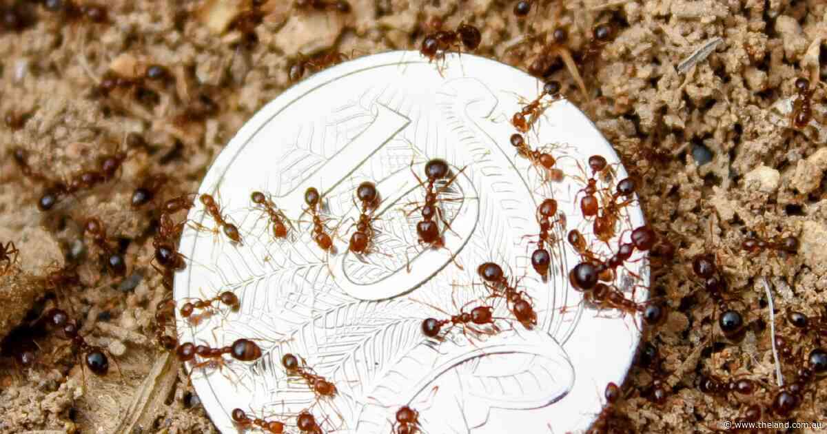 A dollar now, or a billion later: pest control report calls for early support