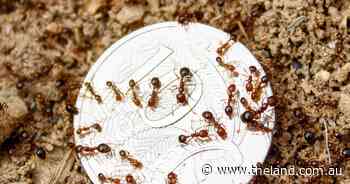 A dollar now, or a billion later: pest control report calls for early support