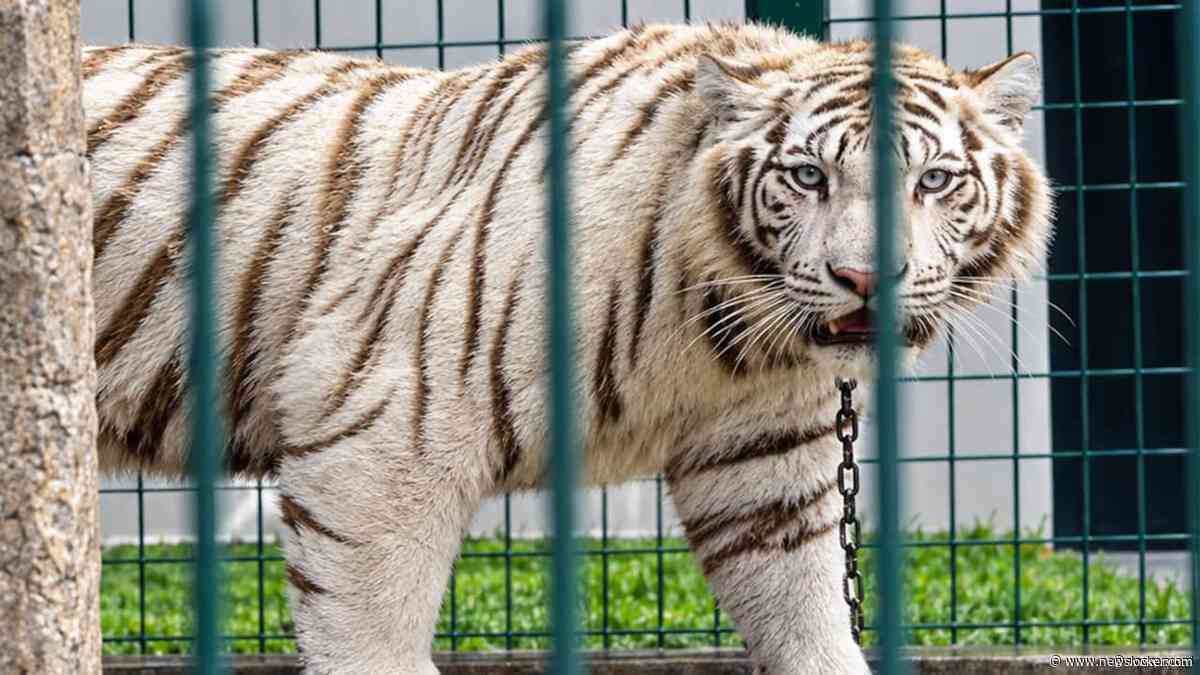 233 arrestaties en bedreigde dieren gered bij politieactie in Midden- en Zuid-Amerika