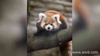 Meet red panda cubs at the Buffalo Zoo