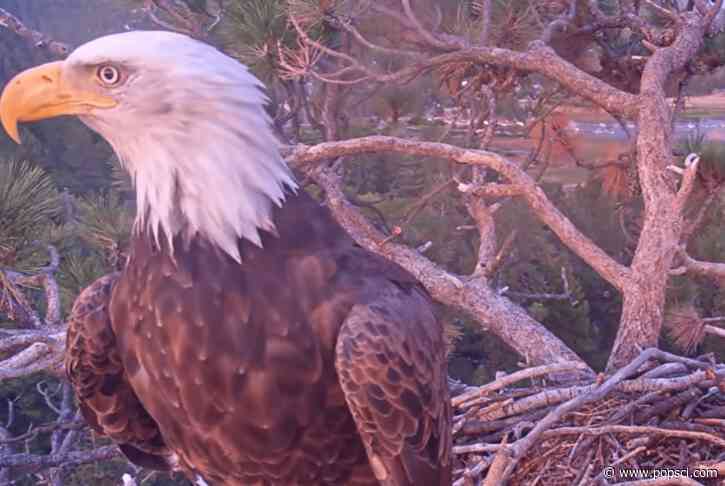 Meteor spotted flying over bald eagle nest