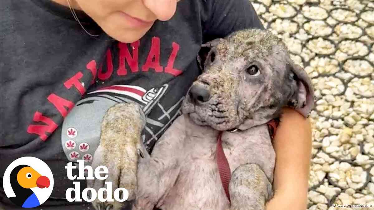 Scared Pittie Gets Her Own Princess Diaries Glow-Up | The Dodo