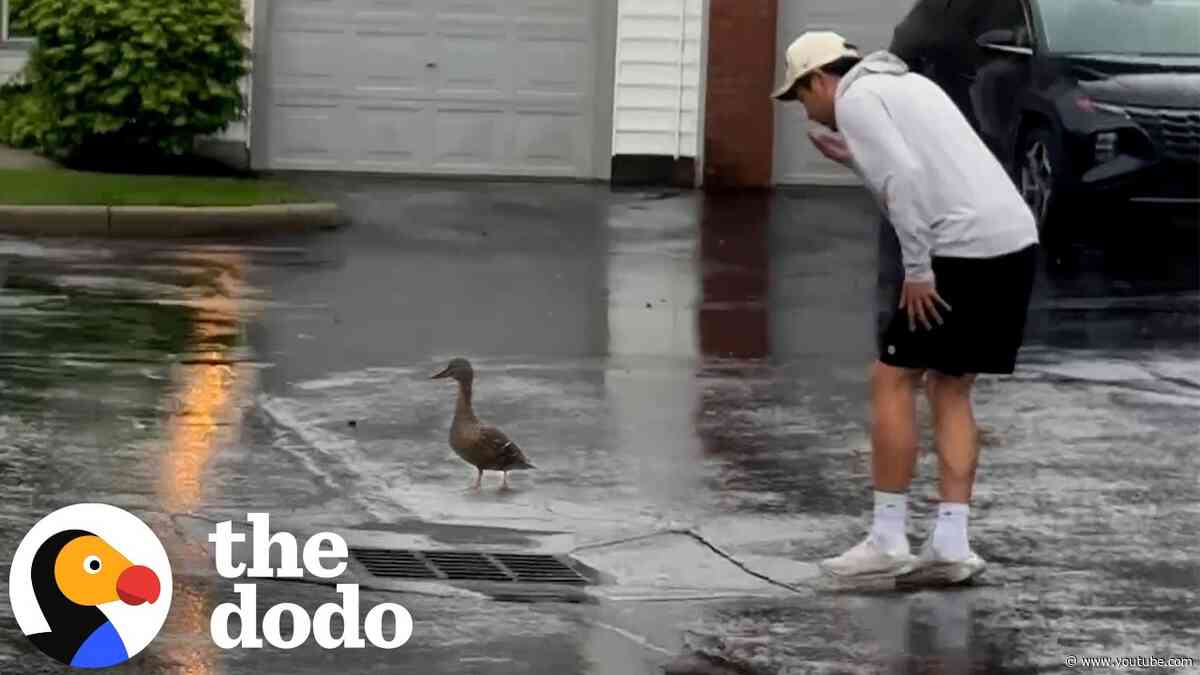 Mama Duck Leads Couple To Her Babies Trapped Underground | The Dodo