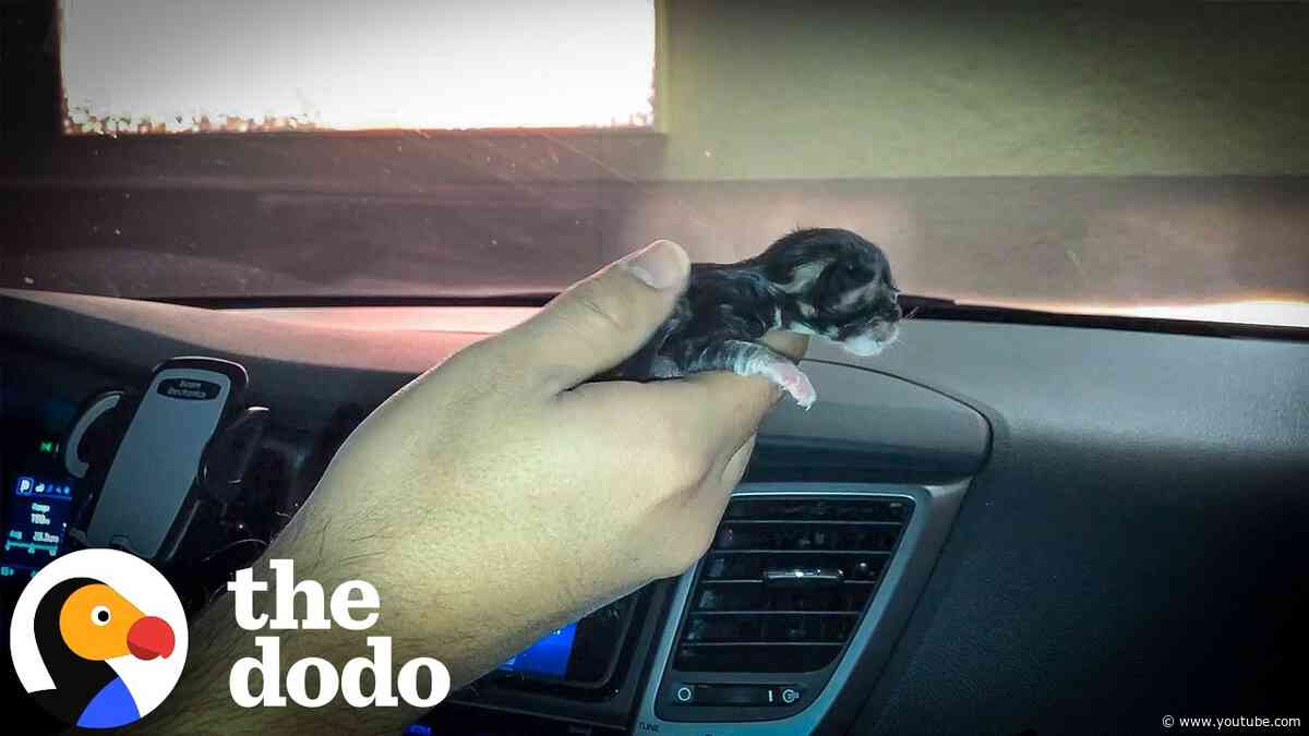 Rescued Kittens Keep Escaping To Hang Out With The Dogs | The Dodo