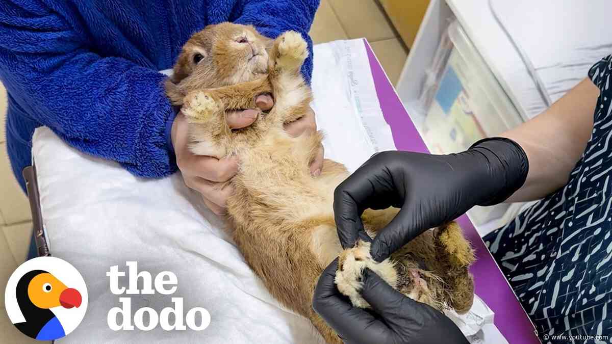 Former Class Bunny Found Unable To Use His Legs Is Actually A Total Rascal | The Dodo