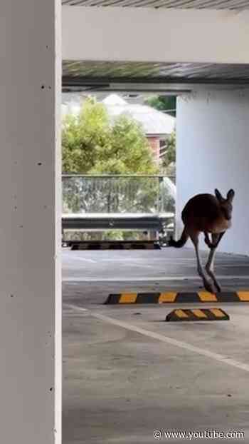 Kangaroo Gets Trapped In Parking Garage Until Rescuers Step In | The Dodo