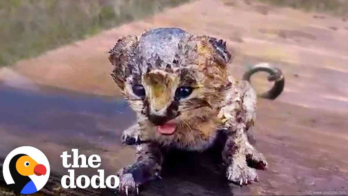 Wild Serval Kittens Found After Fire Make An Incredible Comeback | The Dodo