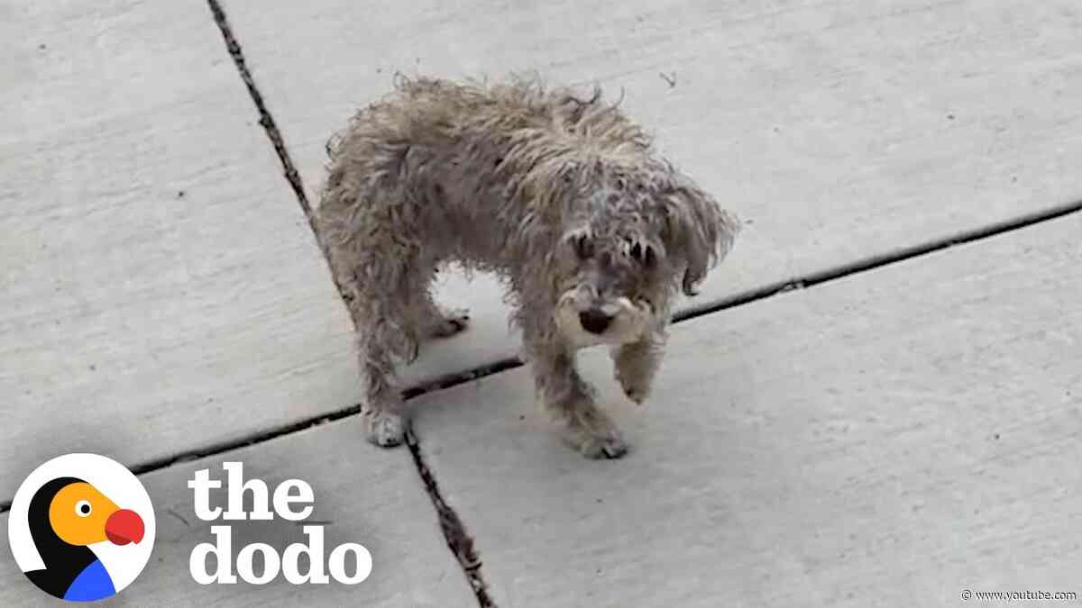 Dog Who Mysteriously Couldn't Walk Starts Running Once He Finds A Family | The Dodo