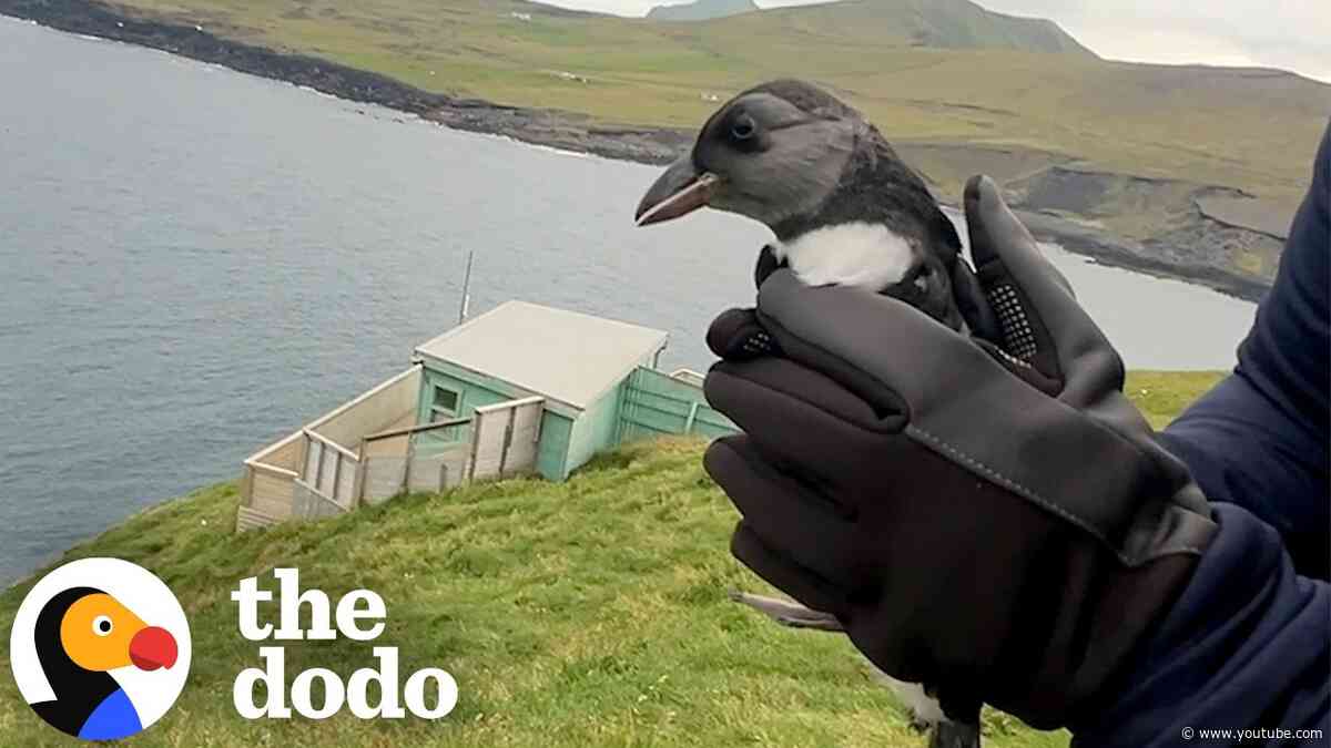 Animal Rescuers Turn Iceland Vacation Into A Baby Puffin Rescue | The Dodo